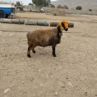 میش اصل داشت