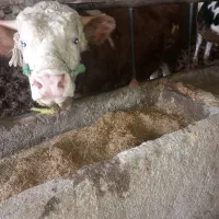 خریدو فروش گوساله