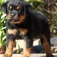 فروشگاه تخصصی ژرمن. روتوایلر. مالینویز اصیل