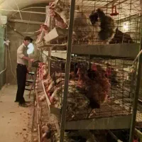 تخم مرغ بومی اصل گلپایگان