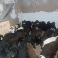 بره شیری سالم و سر حال|حیوانات مزرعه|آق قلا, |دیوار