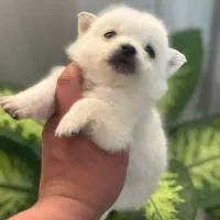 توله سگ آپارتمانی فقط 3.200