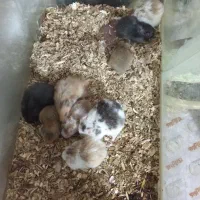 حیوانات خانگی|موش و خرگوش|بیرجند, |دیوار