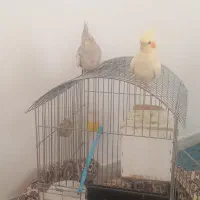 فروش یه جفت عروس هلندی با وسایل در بردسیر ۲ میلیون