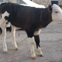 فروش گوساله ماده