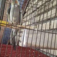 پرنده نر نیمه دستی