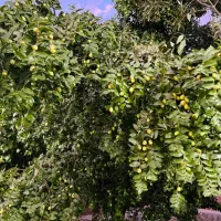 250-متر-زمین-کشاورزی-پلاک2-جاده-الفت-ناژوان