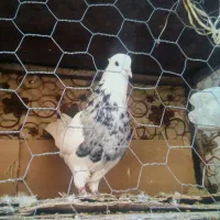 کفتر طوقی الماسی جفت و نر تک|پرنده|تهران, بهارستان|دیوار