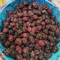 شاتوت تازه چین