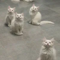 بچه گربه پرشین میکس