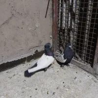 کبوتر سینه سیاه
