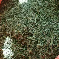 سلام ترخون خشک شده باکیفیت ومعطر