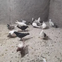 تعدادی کبوتر پرشی