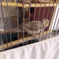 عروس هلندی ماده سالم و مست سخنگو ۵۰۰