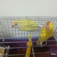 طوطی برزیلی رنگ خاص|پرنده|بم, |دیوار