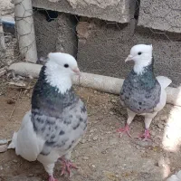 کبوتر طوق شازده طوقی