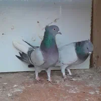 ۱۳عدد سبز کاکلی نروماده