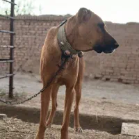 سگ نگهبان|سگ|کاشمر, |دیوار