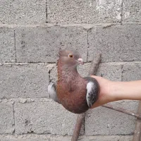 یک جفت کبوتر