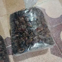 خرما درجه دو