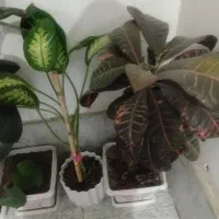 تعداد ۱۱ عدد گلدان گل زیبا و سرحال فروش همه باهم|گل و گیاه طبیعی|پاکدشت, پاکدشت (مامازند)|دیوار