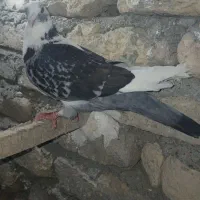کفتر