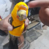 پرنده سرای سیدابوالفضل پورسینای ۱۰