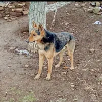 سگ گرگی|سگ|گرمی, |دیوار