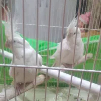 ۳جفت عروس هلندی کارداده معاوضه با جفت گرینچیک