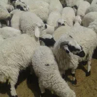 فروش. 940  عدد بره بومی صادراتی درجه یک|حیوانات مزرعه|شاهین‌شهر, فردوسی|دیوار