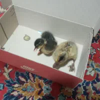 جوجه اردک پکنی