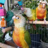 طوطی راهب و گرینچیک