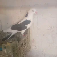 کبوتر|پرنده|ماکو, |دیوار