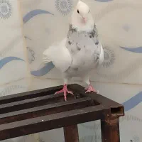 طوقی درجه یک|پرنده|چرام, |دیوار