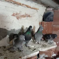 کبوتر ترکیه