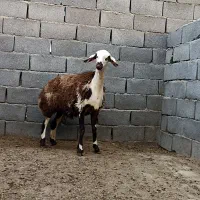 گوسفندمیش..بره ماده ابلغ پلنگی بروجردی اصل عتیقه