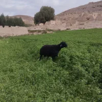 گوسفند|حیوانات مزرعه|نیر (اردبیل), |دیوار