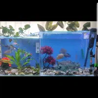 فروش اکواریوم|ماهی|ضیاء آباد, |دیوار