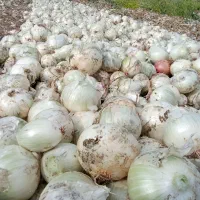 گروه پیاز کنی 12نفره باقیمت مناسب|خدمات باغبانی و درختکاری|جیرفت, |دیوار