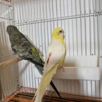 طوطی آوازه خوان مولد به شرط