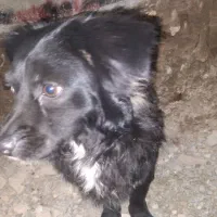 سگ نژاد شیدزو مشکی بالغ ومخملی