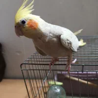 عروس هلندی جفت مولد با قفس