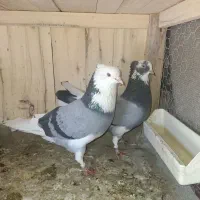 کبوتر با جوجه های زیرش