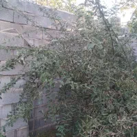 فروش نهال سنجد حاج حسین