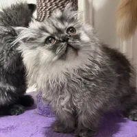 بچه گربه پرشین هیمالین اسموکی