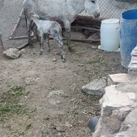 الاغ با کره