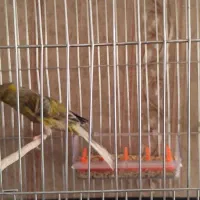 قناری سبز خوشرنگ سوپر درشت کوشیده ومست وآماده