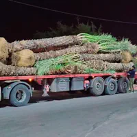 تضمینی با کیفیت پالم ریشه دار نخل