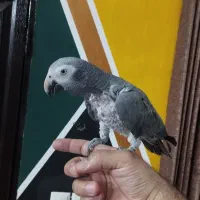 طوطی کاسکو سخنگو بالای صدکلمه میگه