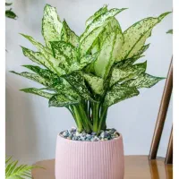 دیزاین خاص با گل و گیاه و همراه مشاوره رایگان|خدمات باغبانی و درختکاری|آق قلا, |دیوار